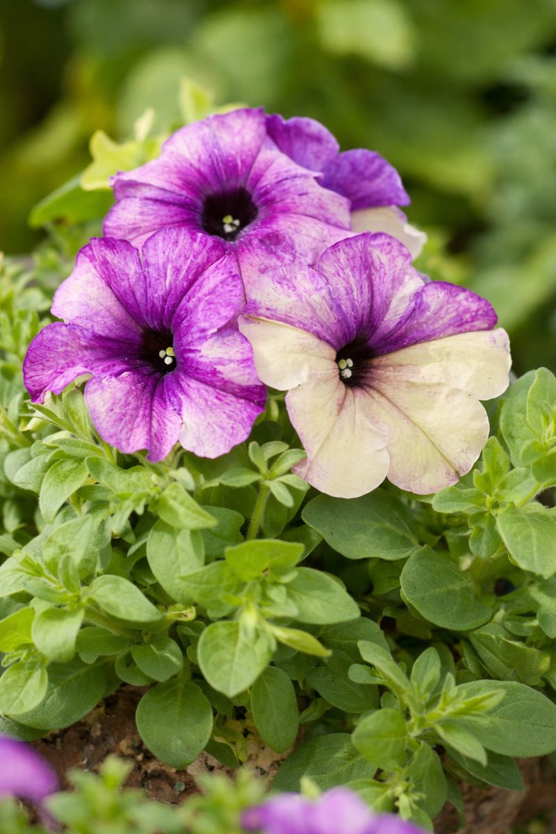 Shake petunia flowers growing in garden bed