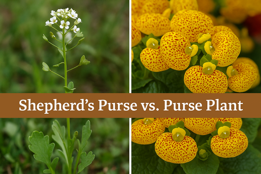 Shepherd’s Purse and Purse Plant comparison with flowers and seed pods