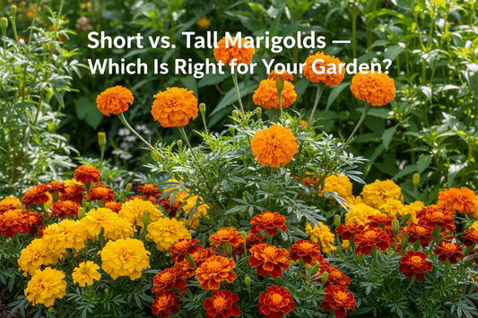 Short French marigolds and tall African marigolds growing side by side in a sunny garden — vibrant orange, yellow, and red blooms