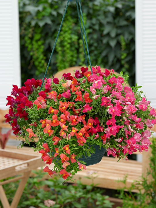 Trailing Snapdragon Candy Showers Mix spilling over hanging basket