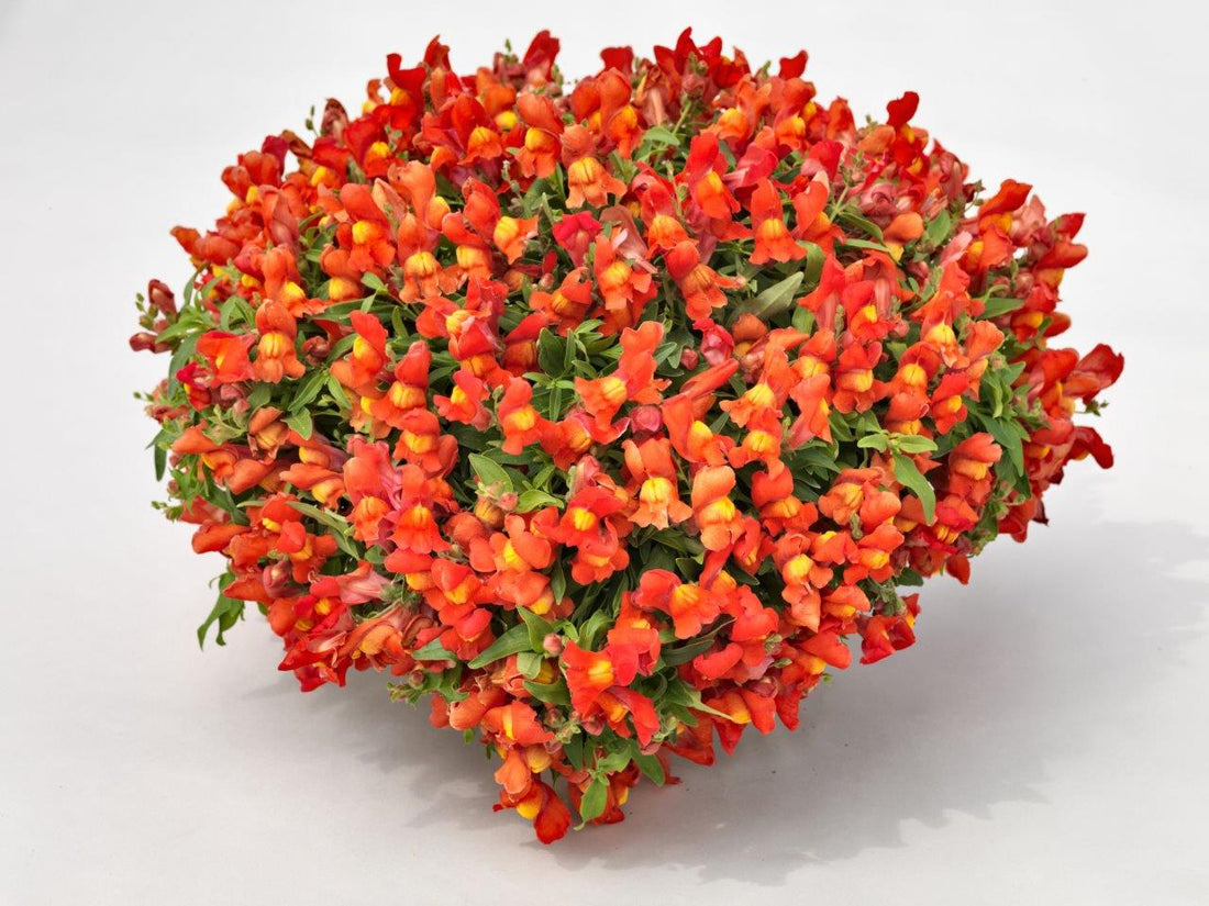 trailing snapdragon candy showers orange in full bloom