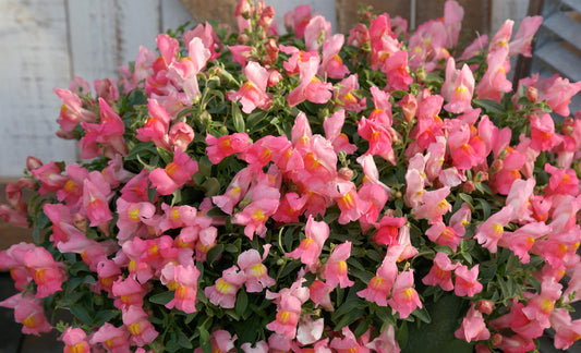 trailing snapdragon candy showers pink in hanging basket