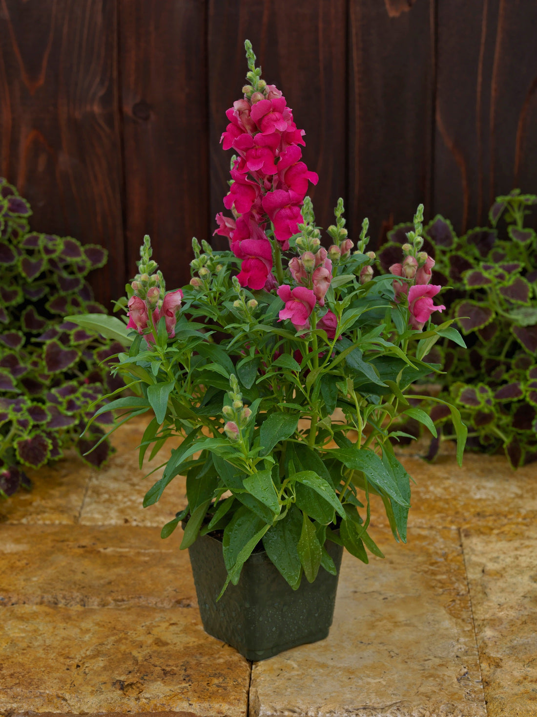 Snapdragon Candy Tops Rose blooming in a container with lush green foliage