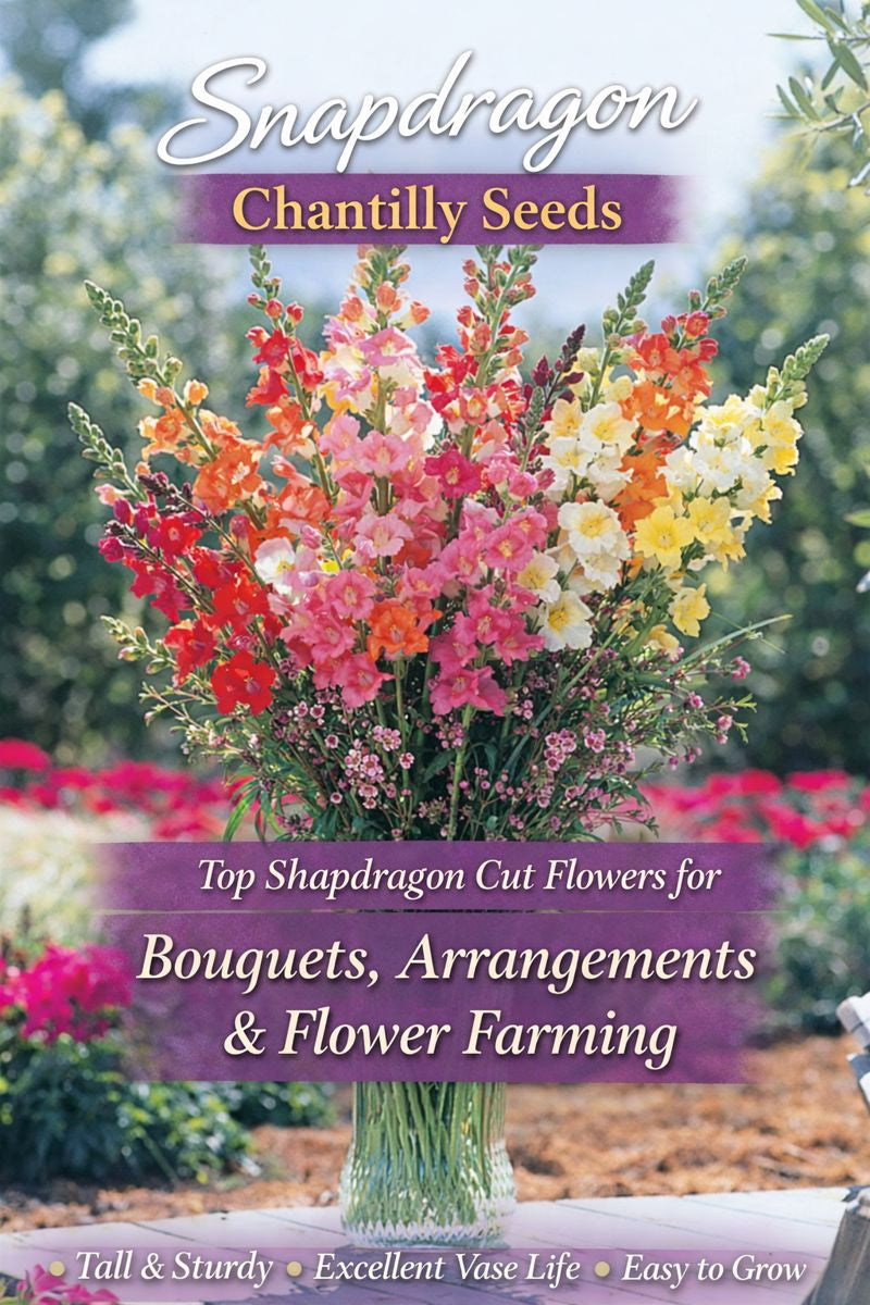 Snapdragon Chantilly seeds grown as tall cut flowers for bouquets and flower arrangements