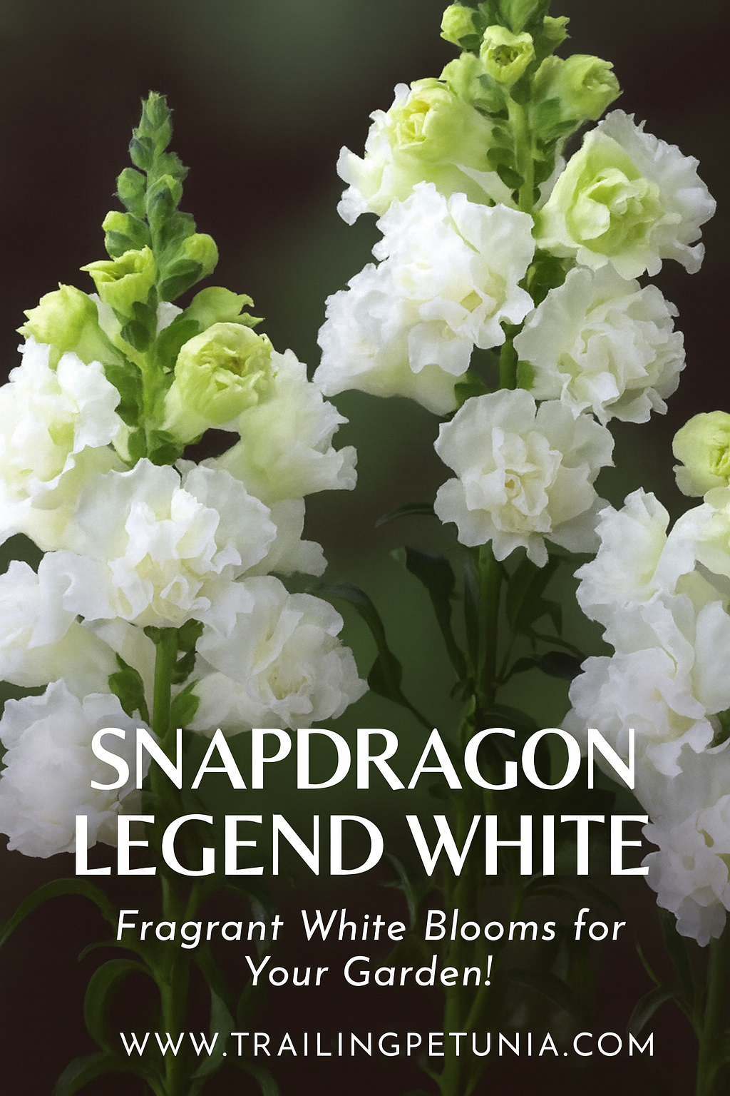 Close-up of Snapdragon Legend White flower spikes featuring pure white, double-petal blooms on tall green stems.