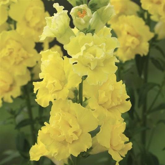 Tall blooming stalks of Snapdragon Legend Yellow flowers with dense, double ruffled petals in soft buttery yellow tones.