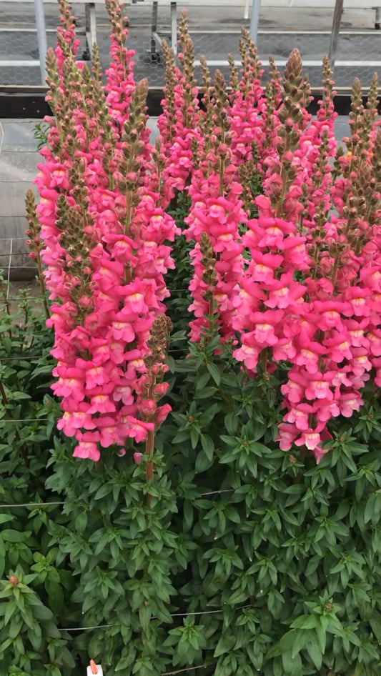 Maryland Appleblossom Snapdragon Seeds – pink and white snapdragon flowers for cut flower gardens