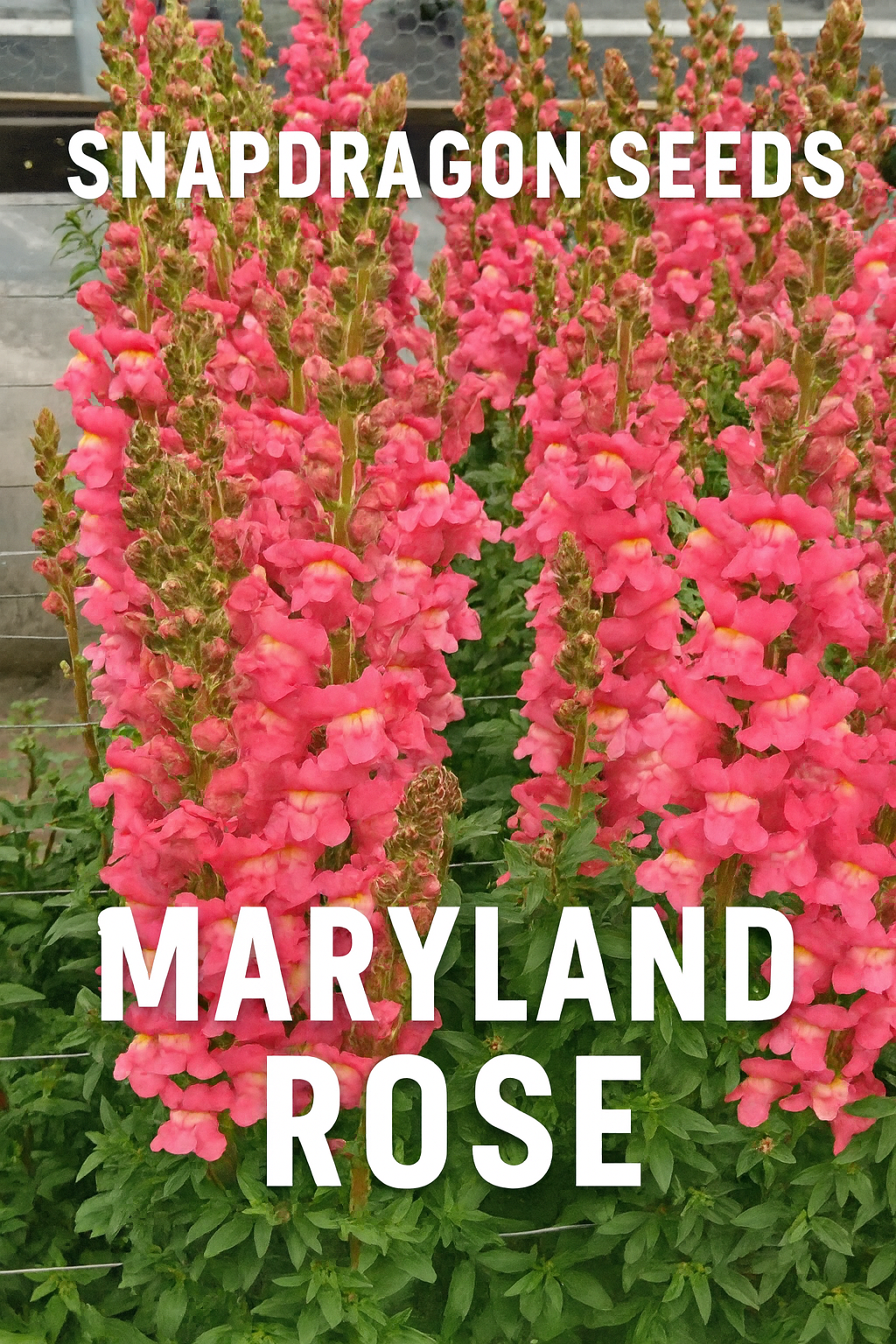 “Maryland Rose Snapdragon seeds – tall rose-pink blooms for cut flower arrangements”