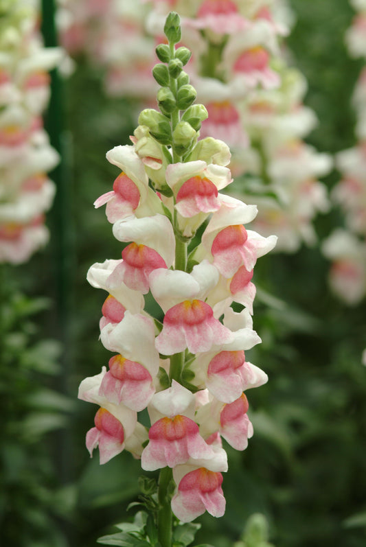 Snapdragon Potomac Appleblossom flower spikes with soft pink and cream blooms in full sun.