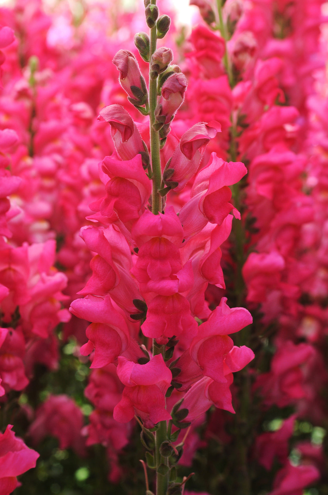 Tall cherry rose snapdragon flowers in a professional cut flower garden