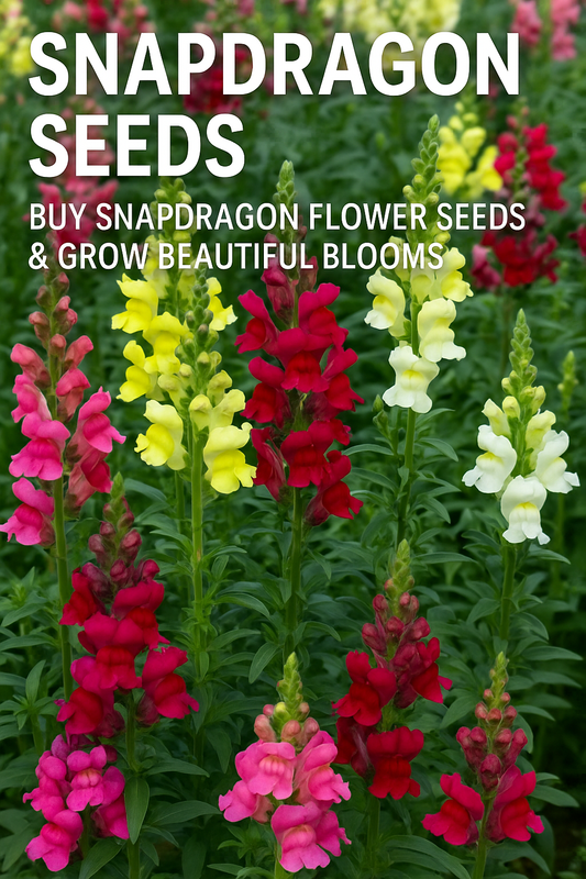 Colorful snapdragon flowers in full bloom grown from seed