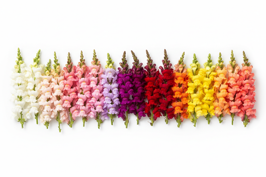 Snapdragon cut flowers arranged by color group — white, pink, lavender, red, orange, and yellow — showing the full snapdragon seed color palette