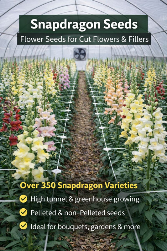 Snapdragon cut flowers growing in a high tunnel with netting for bouquet and filler flower production