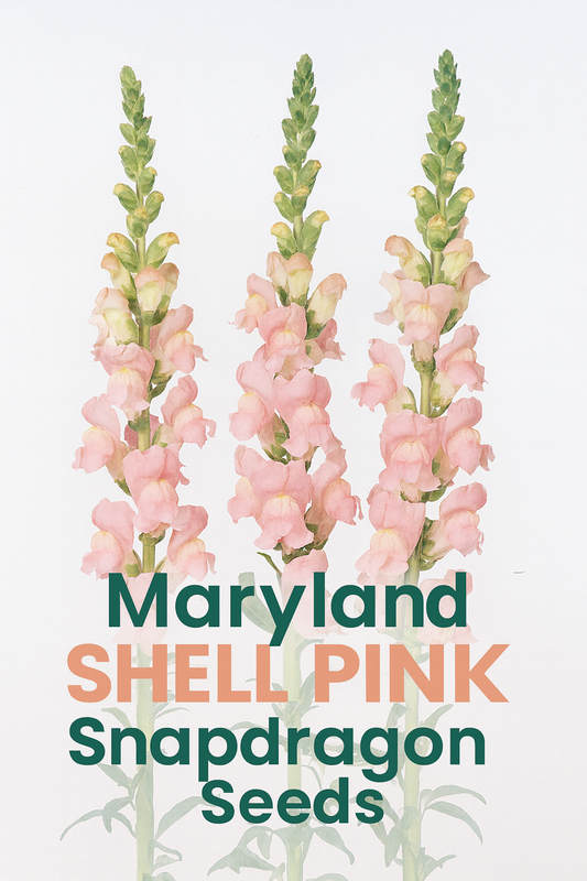Maryland Shell Pink Snapdragon seeds blooming in a garden bed with tall cut flower spikes.