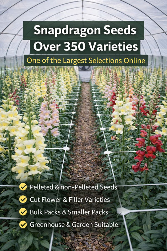 Snapdragon cut flowers growing in a high tunnel showing part of over 350 snapdragon seed varieties