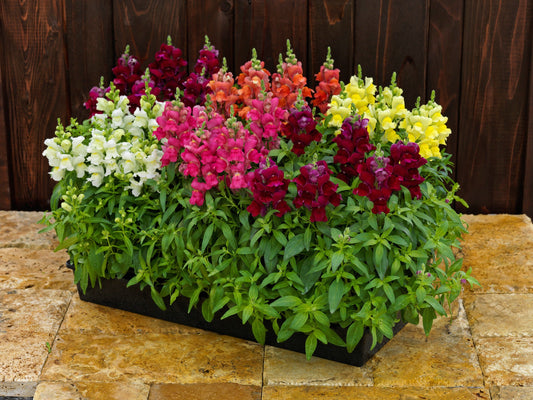 Snapdragon Candy Tops Mix growing in a sunny garden border