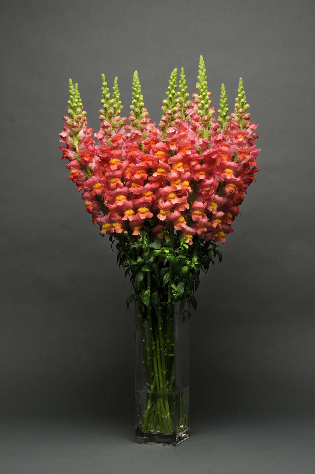 Best yellow and orange snapdragons for cut flowers — premium upright snapdragon seeds in golden yellow, deep orange, and warm sunset tones