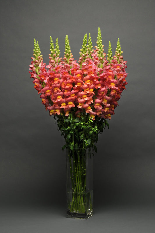 Best yellow and orange snapdragons for cut flowers — premium upright snapdragon seeds in golden yellow, deep orange, and warm sunset tones