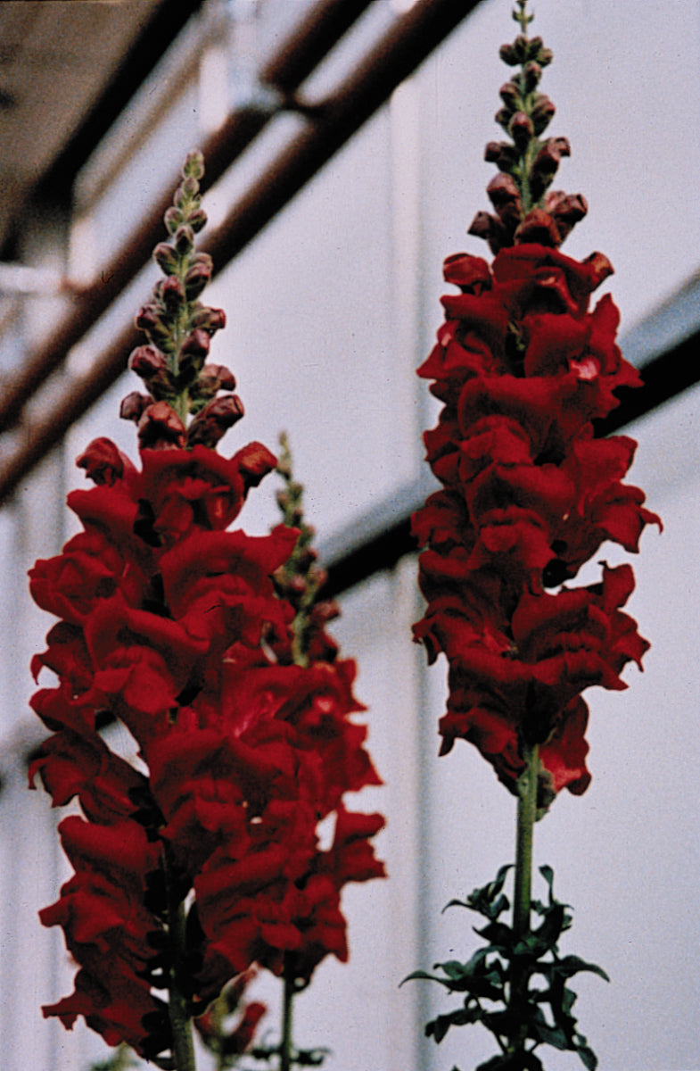 Monaco Red Snapdragon cut flower stems grown from seed