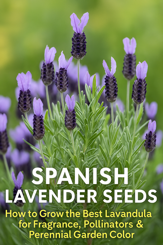 Spanish Lavender flowers in full bloom, used to illustrate a guide on growing Lavandula from seed for fragrant, long-lasting perennial color.