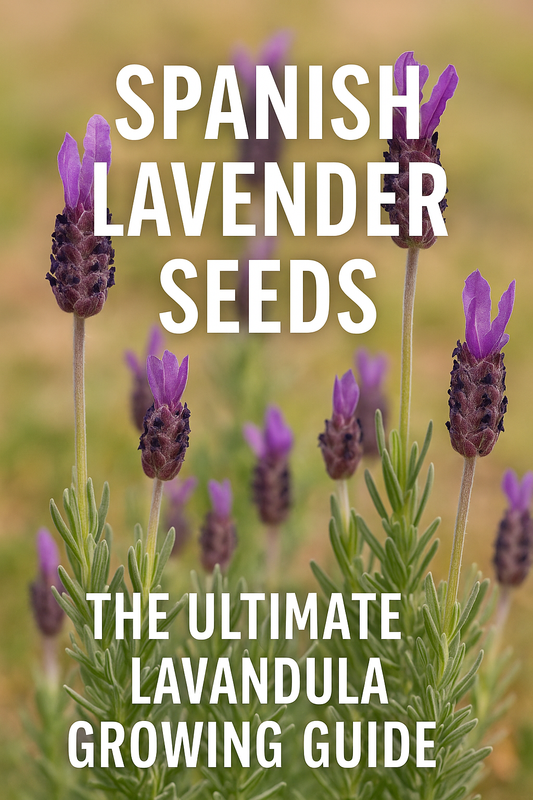 Spanish lavender plants in full bloom, showing purple Lavandula flowers and soft green foliage—perfect for perennial gardens, fragrance, and pollinators.