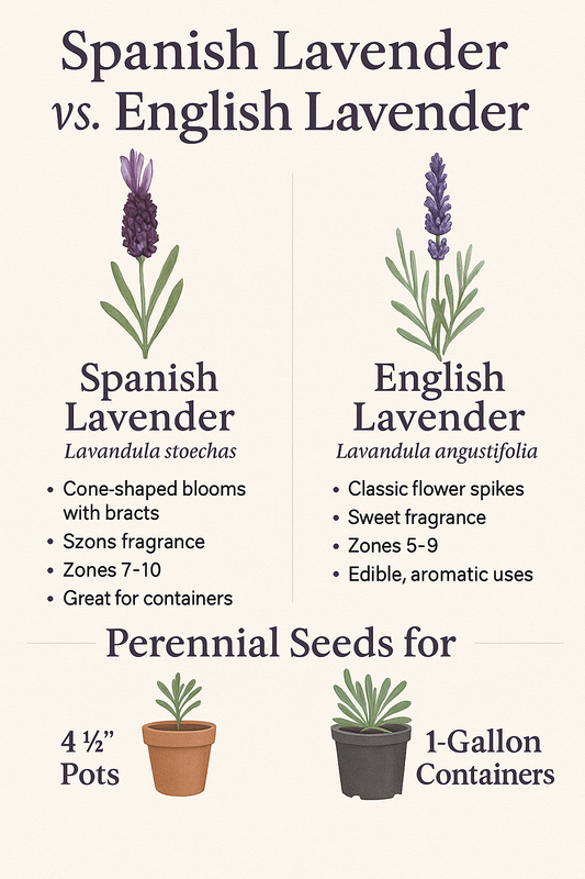 Infographic comparing Spanish lavender and English lavender perennial seeds, showing differences in fragrance, hardiness, and resale in 4.5-inch pots and 1-gallon containers