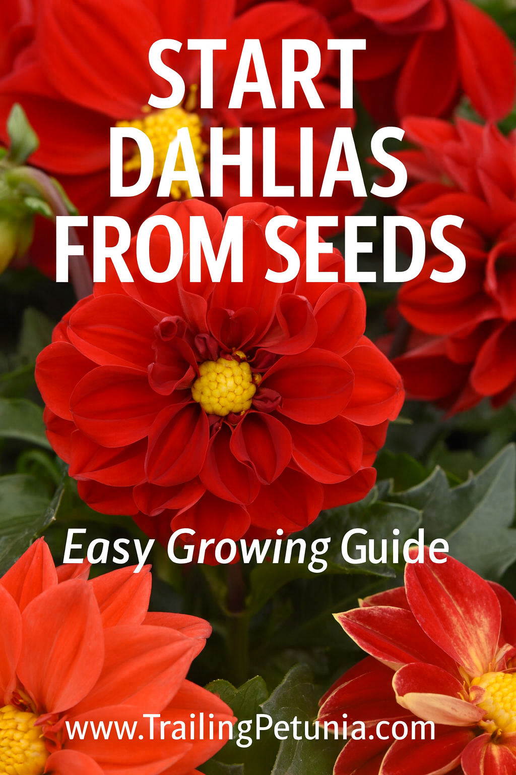 Colorful blooms from seed-grown dahlias in garden