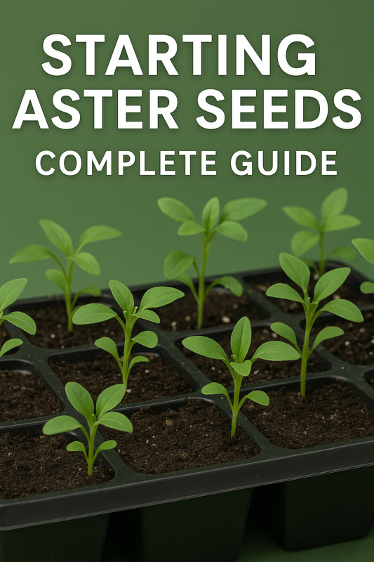 Starting aster seeds – young aster seedlings growing in plug trays with text overlay "Starting Aster Seeds – Complete Guide