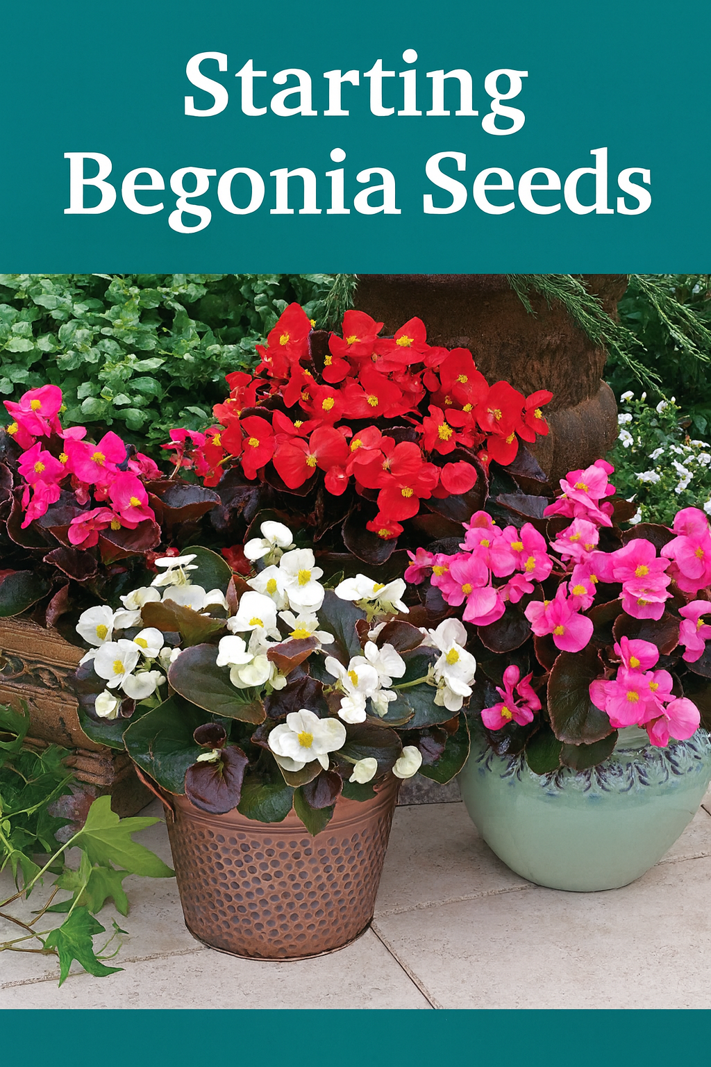 Starting begonia seeds indoors for colorful garden flowers