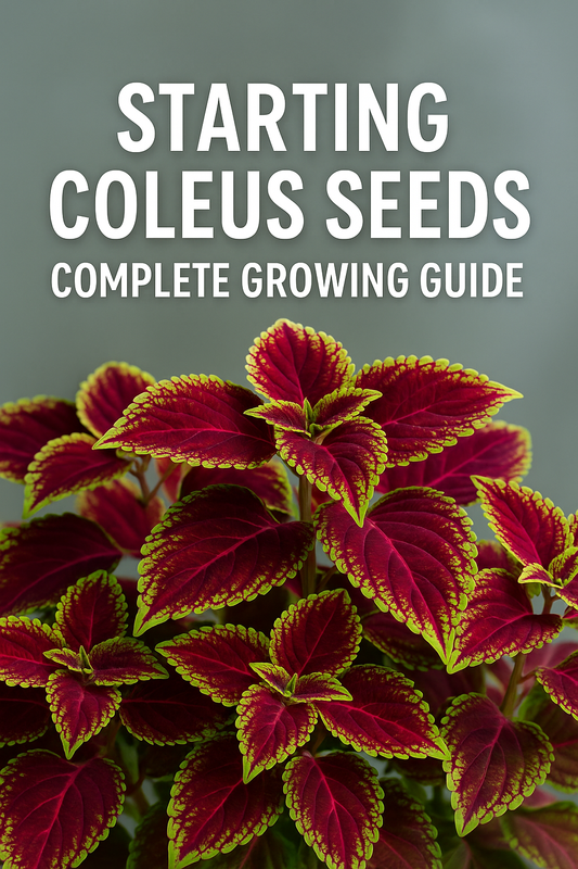 Colorful coleus plants with vibrant foliage in red, green, and purple shades, illustrating a complete guide to starting coleus seeds