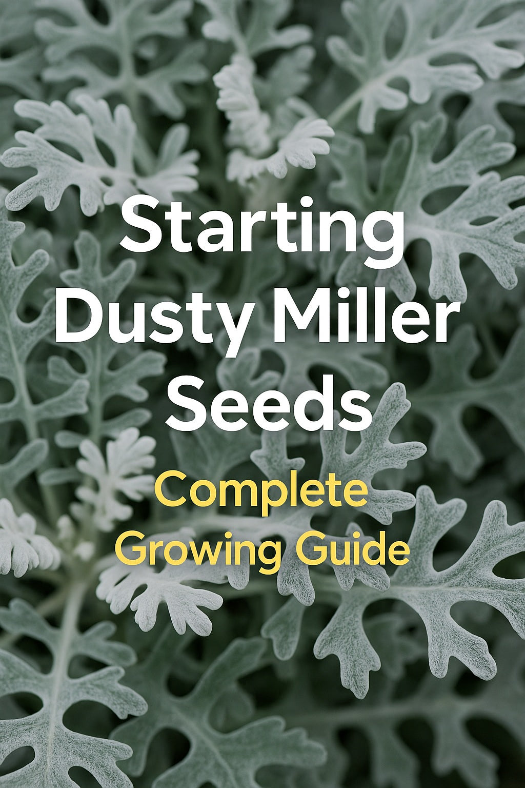 Dusty Miller seedlings growing in trays with bright silver foliage and text overlay “Starting Dusty Miller Seeds