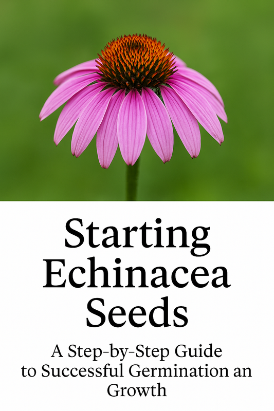 Blooming purple coneflower (Echinacea purpurea) with bold central cone, used as a feature image for the guide on how to start Echinacea seeds and grow strong plants from seed