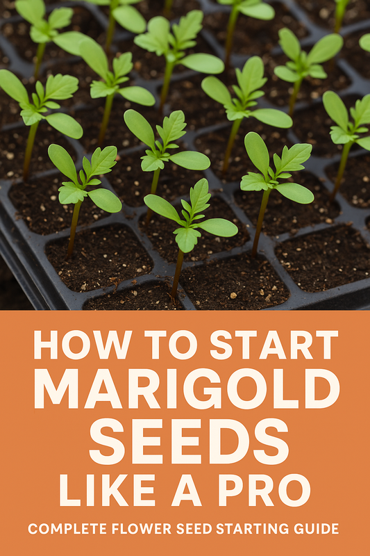 Marigold seedlings growing in trays under warm light — learn how to start marigold seeds indoors with this complete flower seed starting guide from Trailing Petunia.