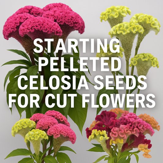 Colorful Celosia cristata cut flowers in shades of pink, yellow, and red with bold plumes and ruffled crests — example of florist-quality Celosia grown from pelleted seeds