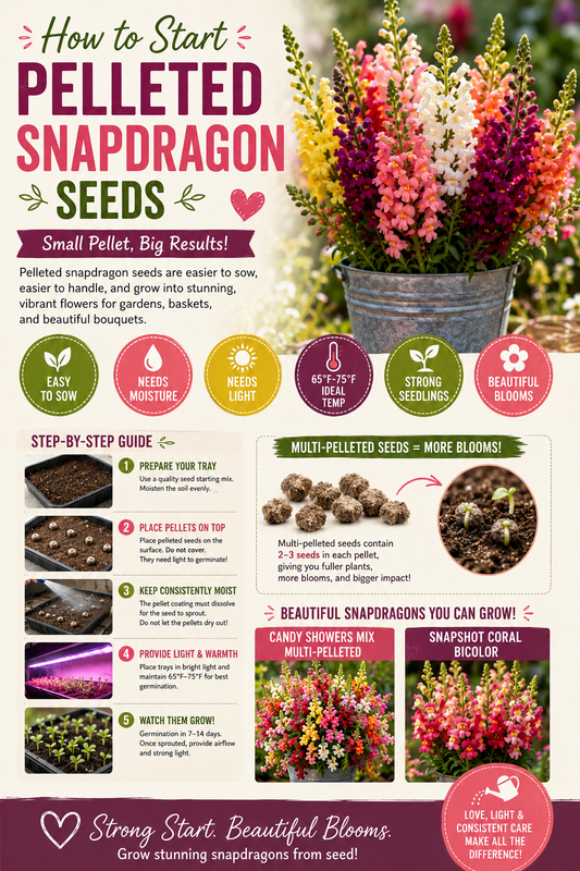 Pelleted snapdragon seeds germinating in greenhouse seed trays with healthy seedlings growing under ideal conditions for strong flower production
