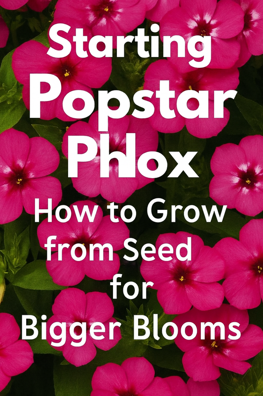 Bright pink Popstar Phlox flowers with text about starting phlox seeds for bigger blooms