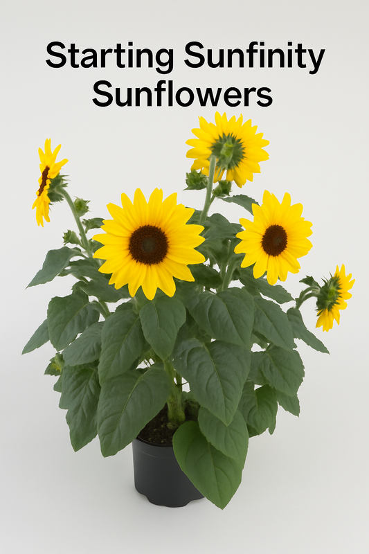 Sunfinity sunflower plant in full bloom with bright yellow flowers and dark green foliage, used to illustrate how to start Sunfinity sunflower seeds.