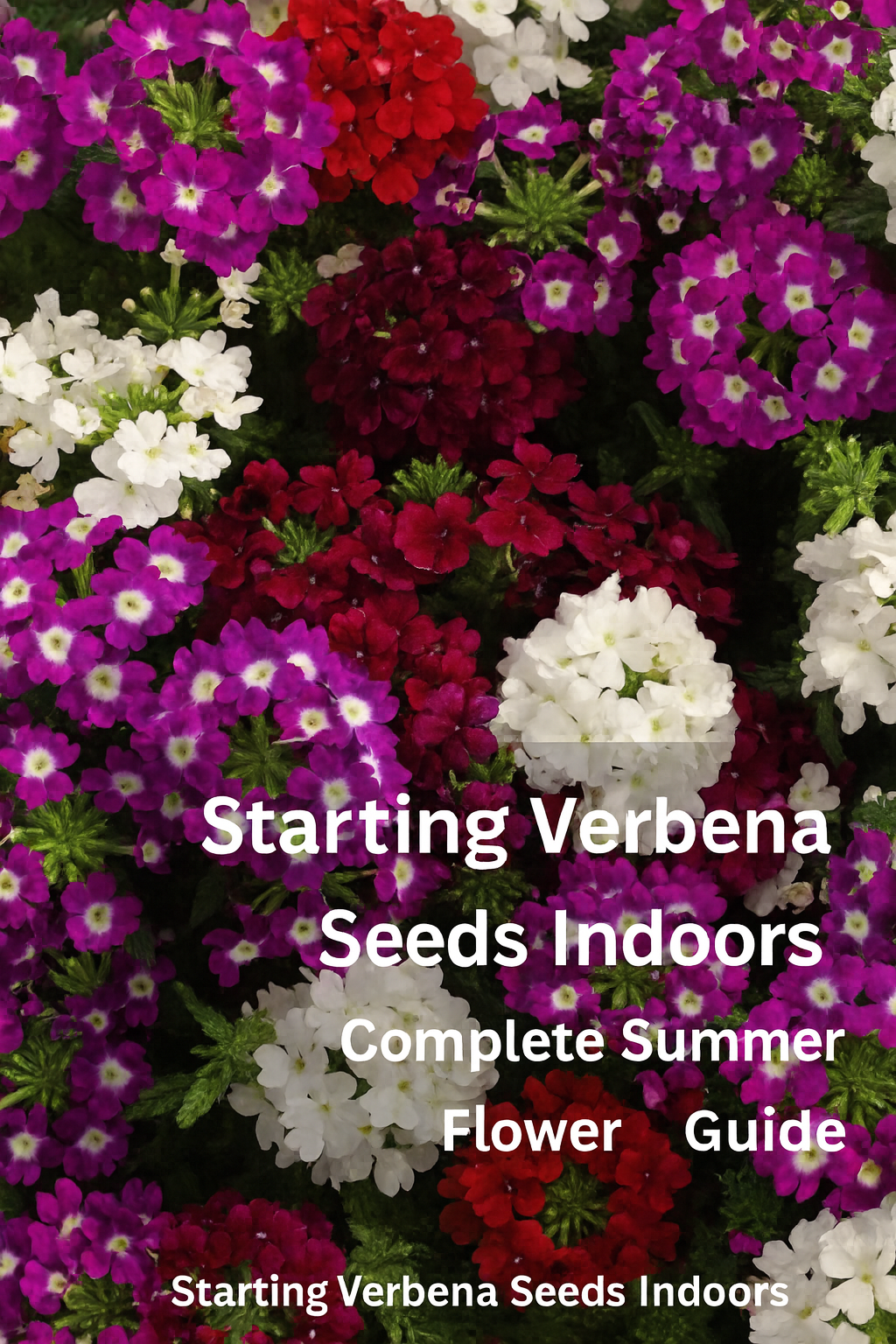 Bright indoor seed tray with green Verbena seedlings and text overlay reading “Starting Verbena Seeds Indoors | Complete Summer Flower Guide