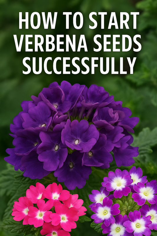 Bright clusters of purple, pink, and bicolor verbena flowers with text overlay reading ‘How to Start Verbena Seeds Successfully’ – seed starting guide image
