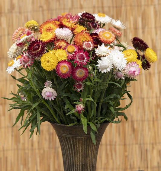 Helichrysum King Size Formula Mix strawflowers in a vibrant range of colors for fresh and dried arrangements.