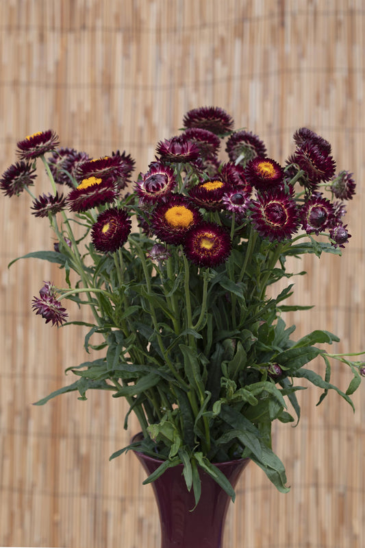 Helichrysum King Size Red strawflower with large, deep red blooms ideal for fresh and dried floral arrangements.