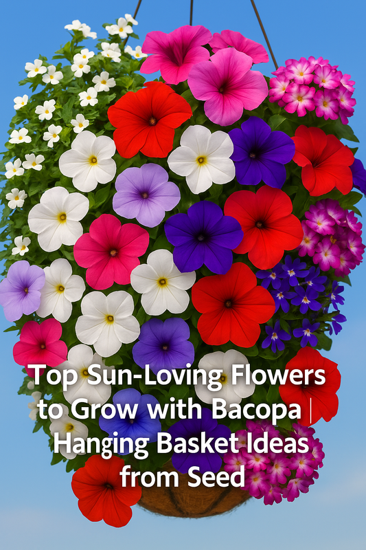 Sun-loving flowers with Bacopa for hanging baskets and planters