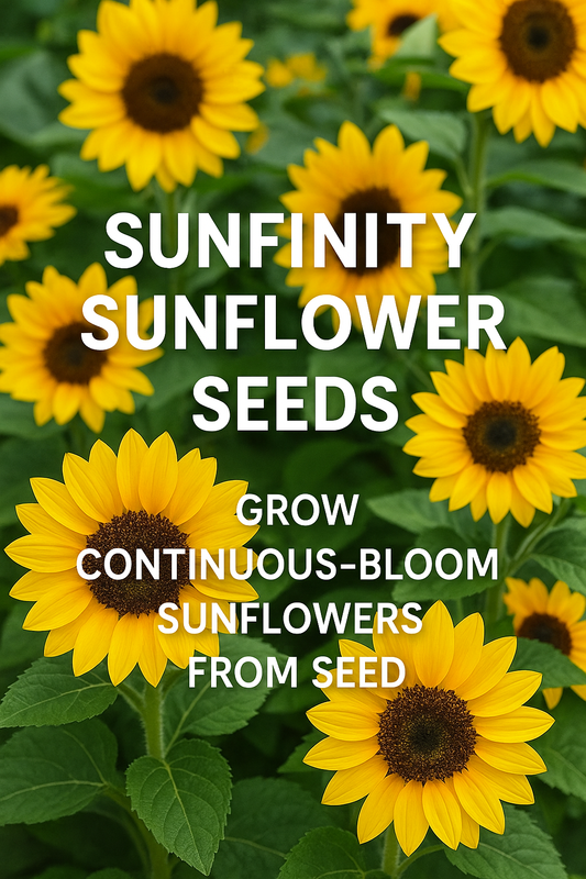 Sunfinity sunflowers blooming continuously across a green garden bed