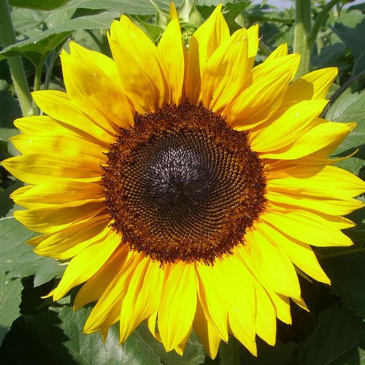 Sunflower Procut Brilliance in full bloom, with glowing golden petals and a deep orange ring around a dark center — bold, vibrant, and perfect for cut flower bouquets.