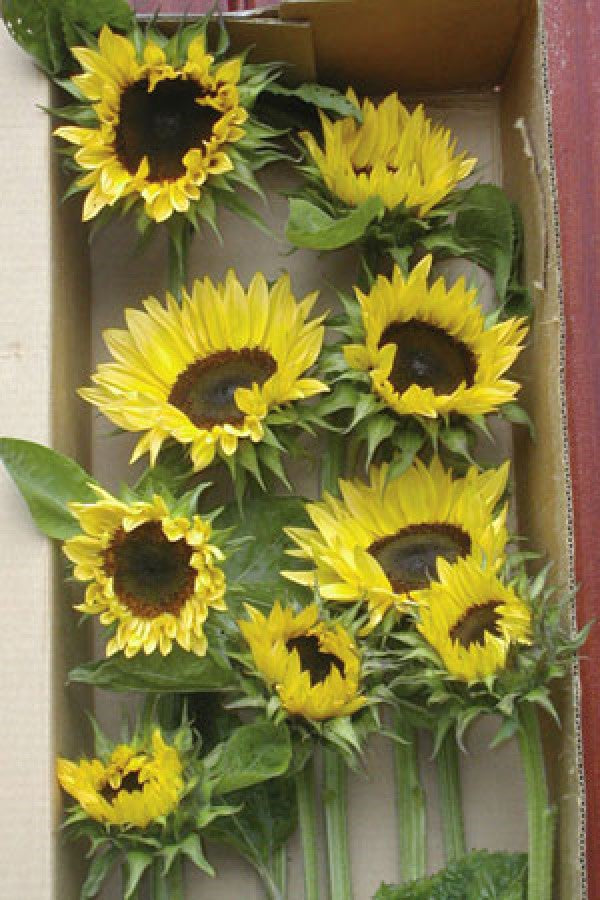 Sunflower Procut Peach – A Soft, Romantic Twist on a Classic Favorite ...