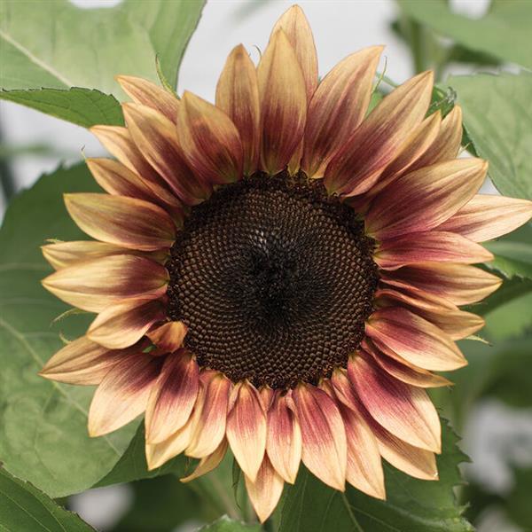 Sunflower Procut Plum blooming with dusty rose-to-plum petals and a deep brown center, displayed on long green stems — a romantic and modern cut flower choice.