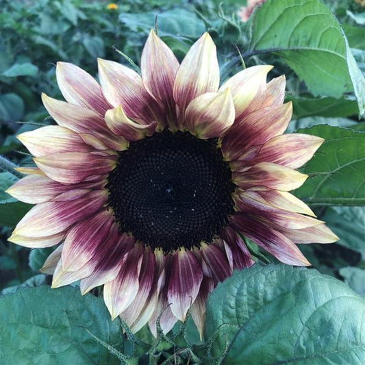 Ruby Eclipse sunflower with burgundy and cream bicolor petals on a tall, branching stem in summer garden