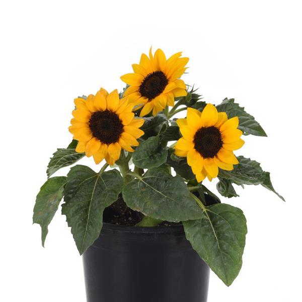 Bright yellow dwarf sunflowers growing in a pet-friendly garden