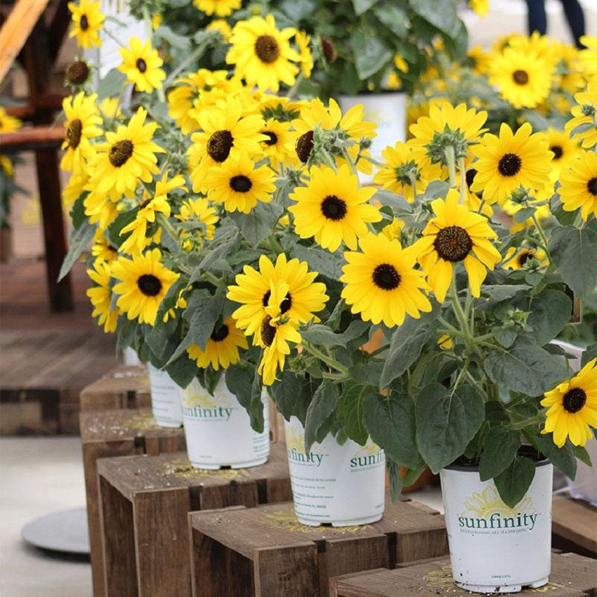 Sunflower seedlings emerging from soil — troubleshooting sunflower seed germination problems and fixes