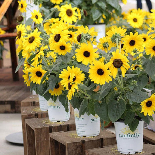 Sunflower seedlings emerging from soil — troubleshooting sunflower seed germination problems and fixes